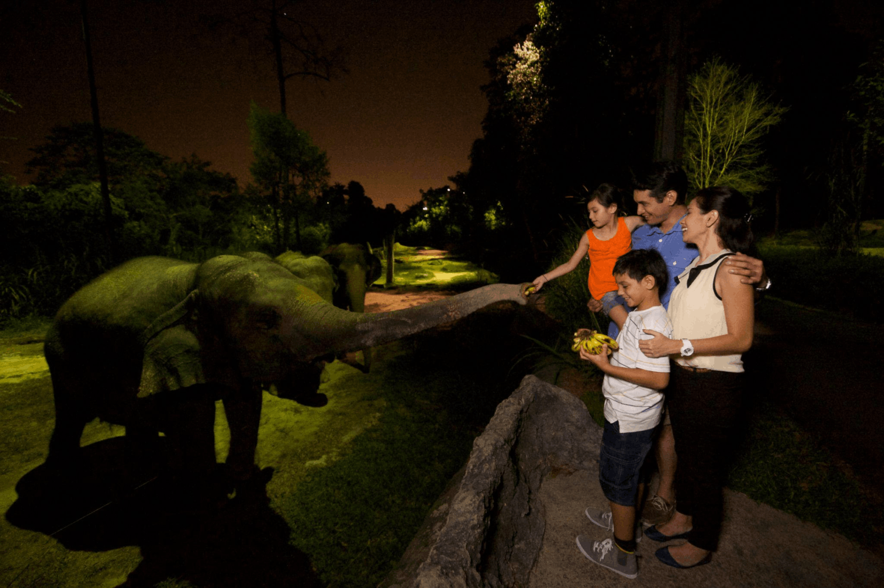 Animal feeding at Night Safari