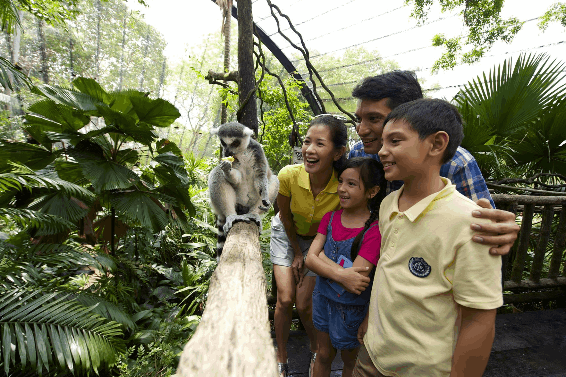 Parents and children enjoying a close-up wildlife encounter with a lemur at Singapore Zoo.