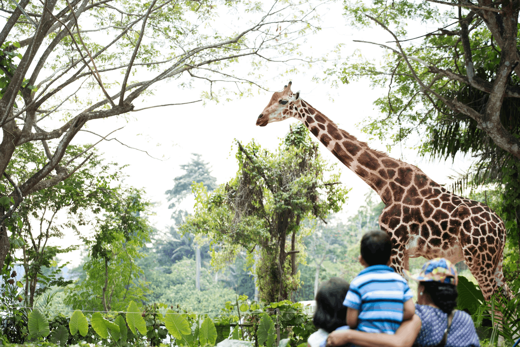 Mandai Wildlife Reserve – home to Singapore Zoo, Night Safari, and River Wonders