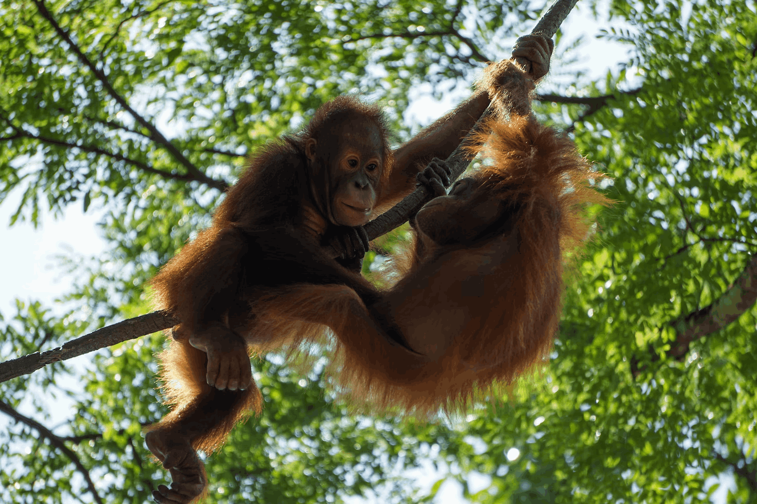 Orang Utans at Singapore Zoo