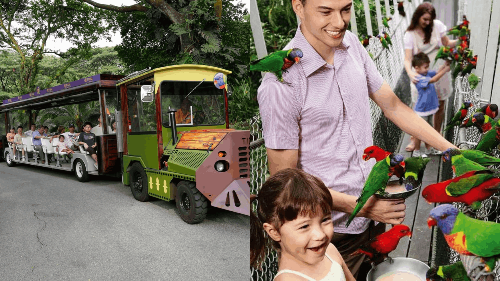 Singapore Birds of Paradise Zoo