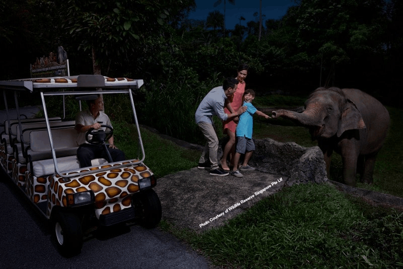 A family at Singapore’s Night Safari enjoying a close-up encounter with an elephant during a tram ride.