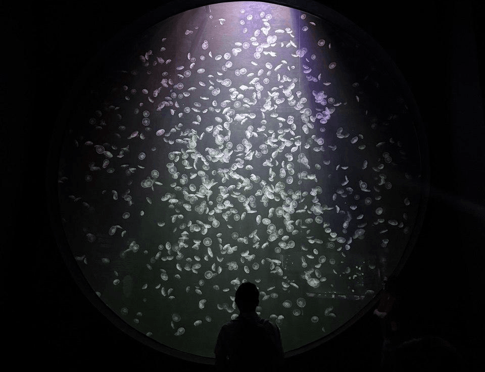 A visitor standing in front of a glowing jellyfish display inside the Singapore Oceanarium, an immersive indoor marine attraction.