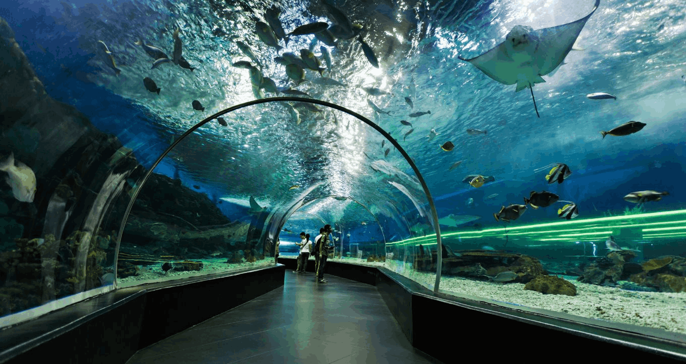 Visitors walking through a mesmerizing underwater tunnel at the Singapore Oceanarium, with a large stingray and schools of fish swimming above them.