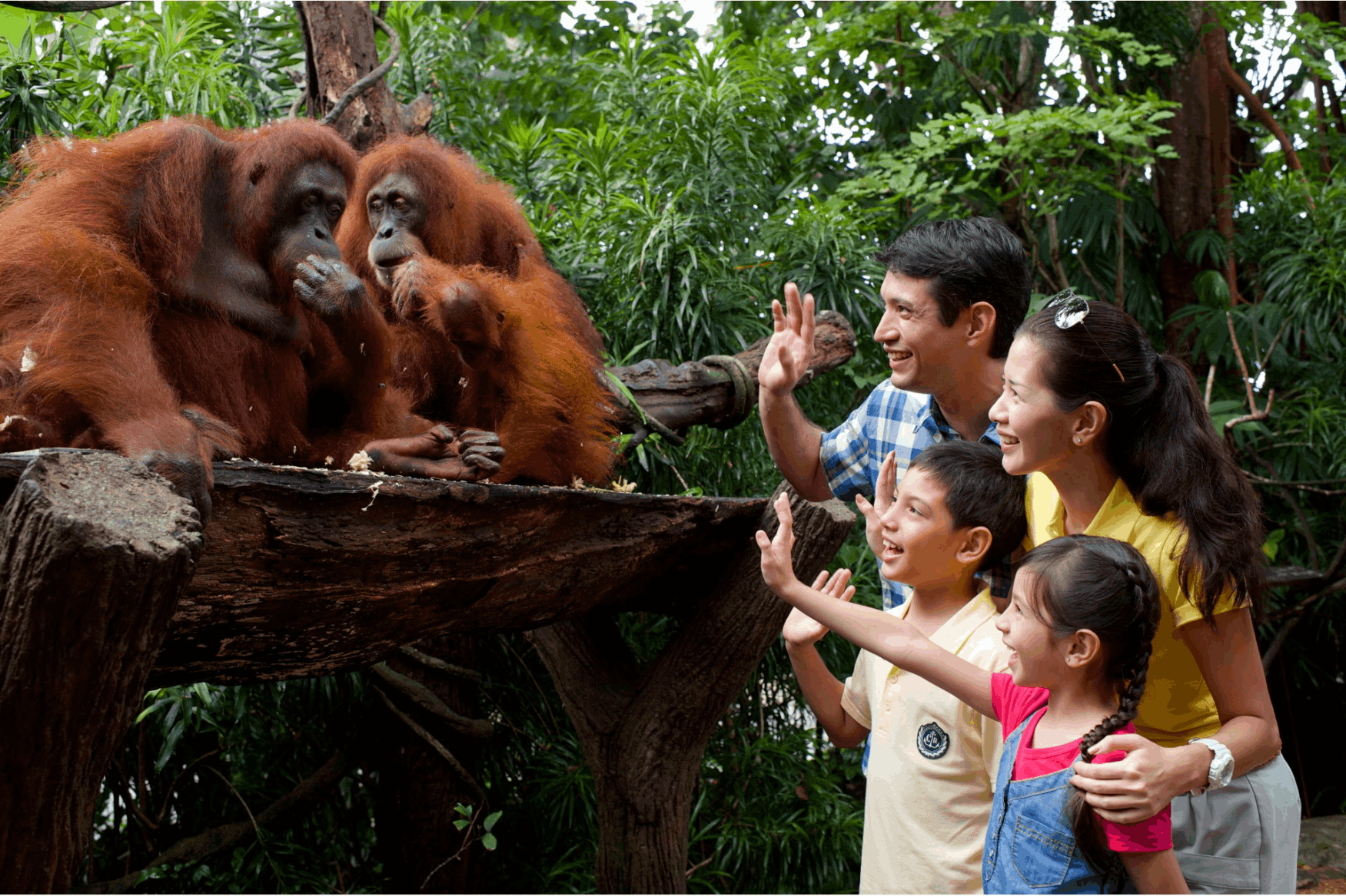 Indian family exploring Singapore Zoo, enjoying a close-up view of wildlife in a lush rainforest setting.