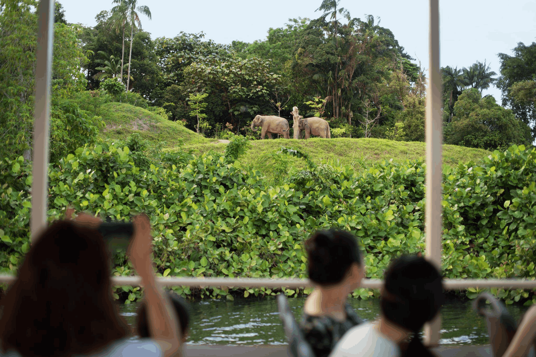 Parents and kids riding the tram at Singapore Zoo, spotting animals